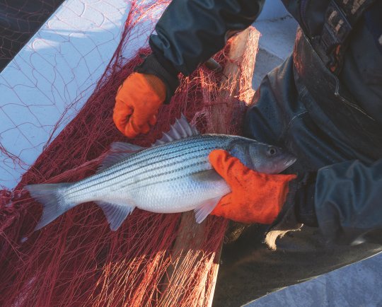 Striped bass are feeling the stress of warmer water in the Chesapeake Bay. (Bay Journal photo by Dave Harp)