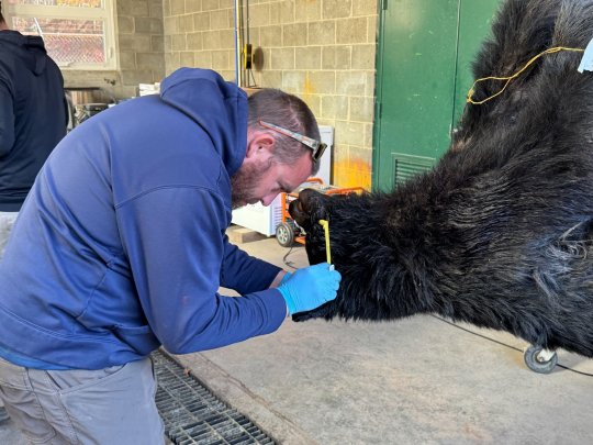 Staffers at Mt. Nebo examine and gather biological data from the bear hunt. State regulations require hunters that kill a bear in Maryland to bring it to one of the DNR's checking stations within 24 hours. (Robert Stewart)